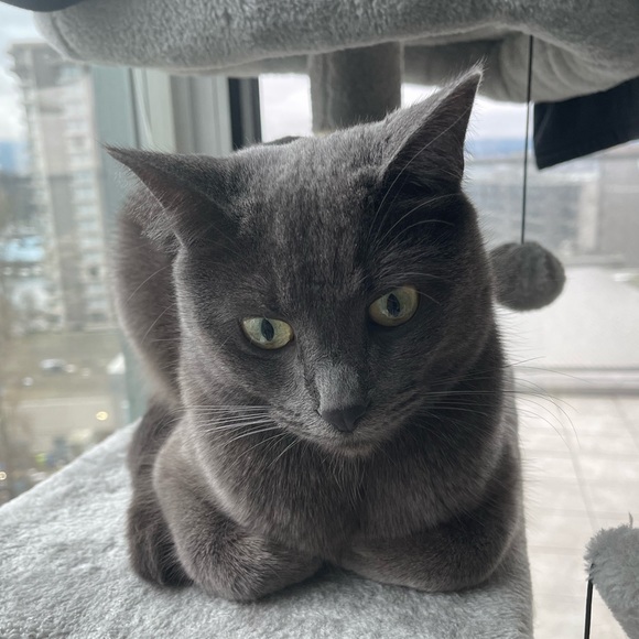 Meet your Posher, Darlene - Picture 1 of 1